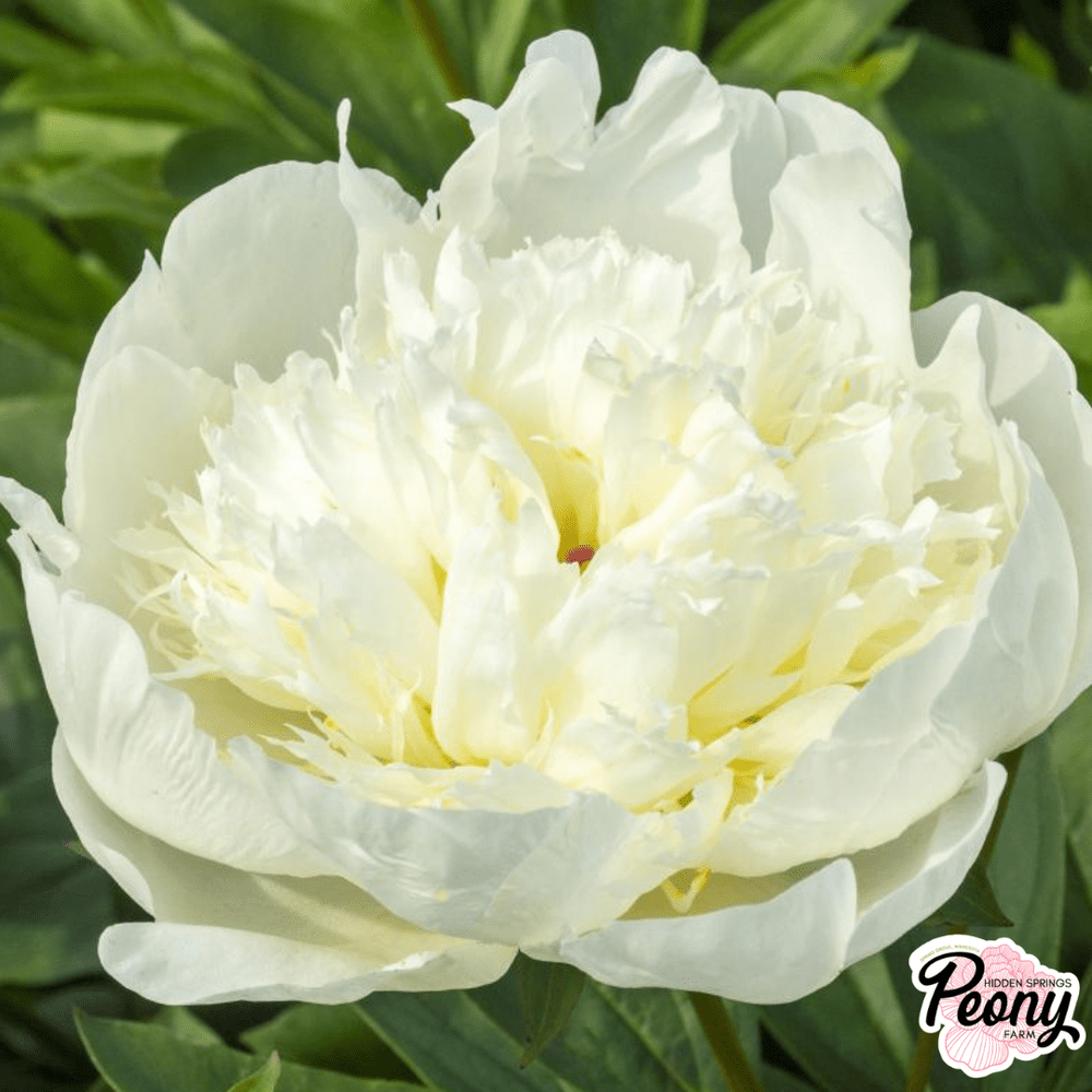 Immaculee Peony — Hidden Springs Peony Farm